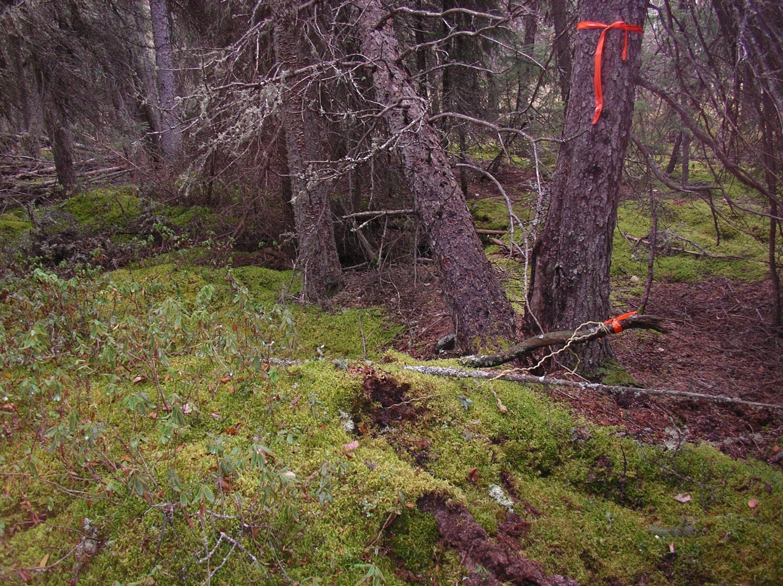 Temperature data logger marker at the reference site for toad MU